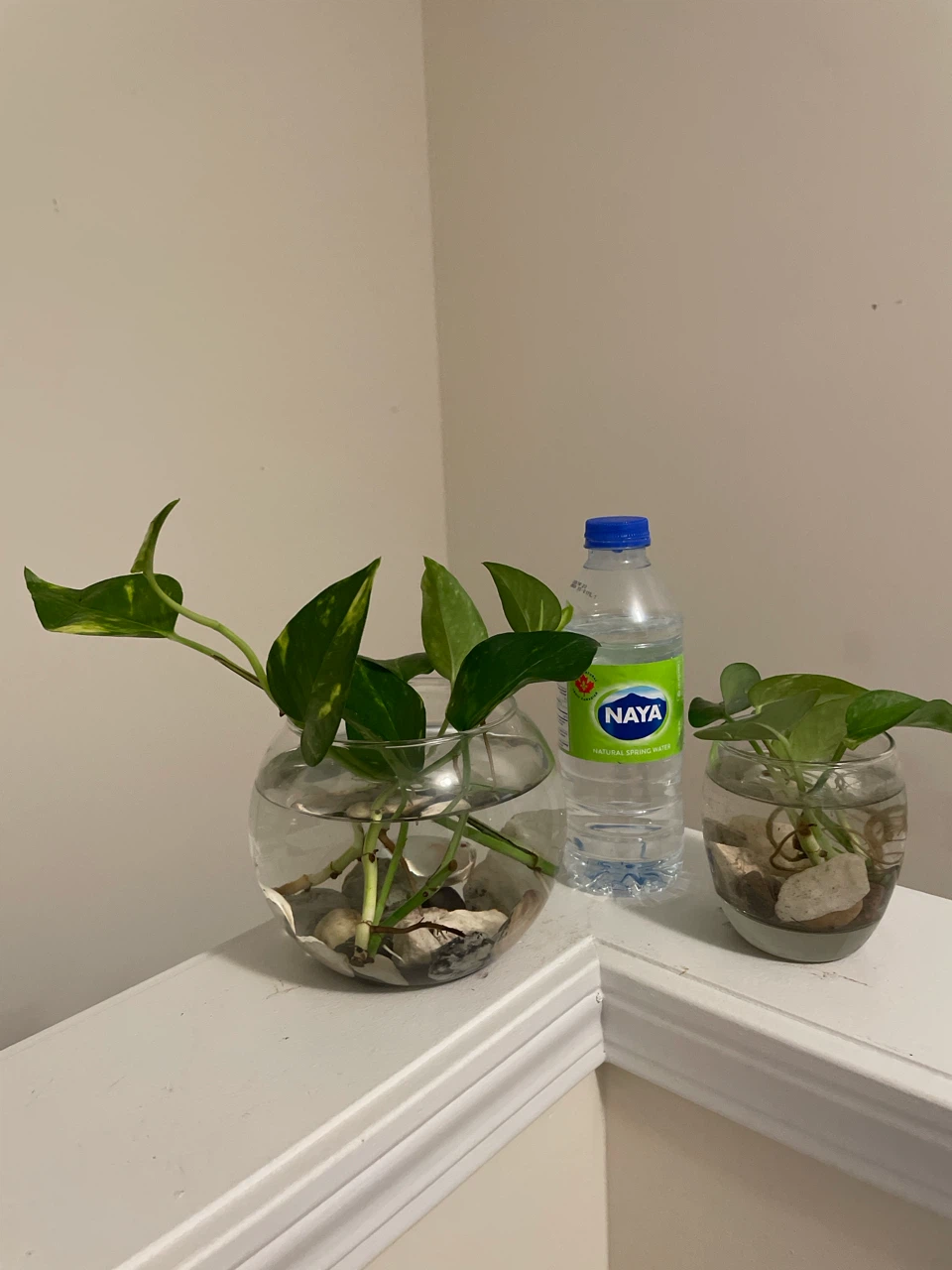 Pothos plant cuttings in glass vase - photo 4