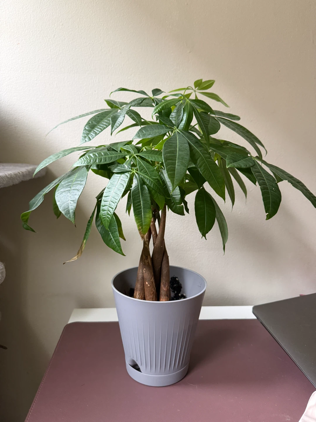 Money Tree Plant Healthy
