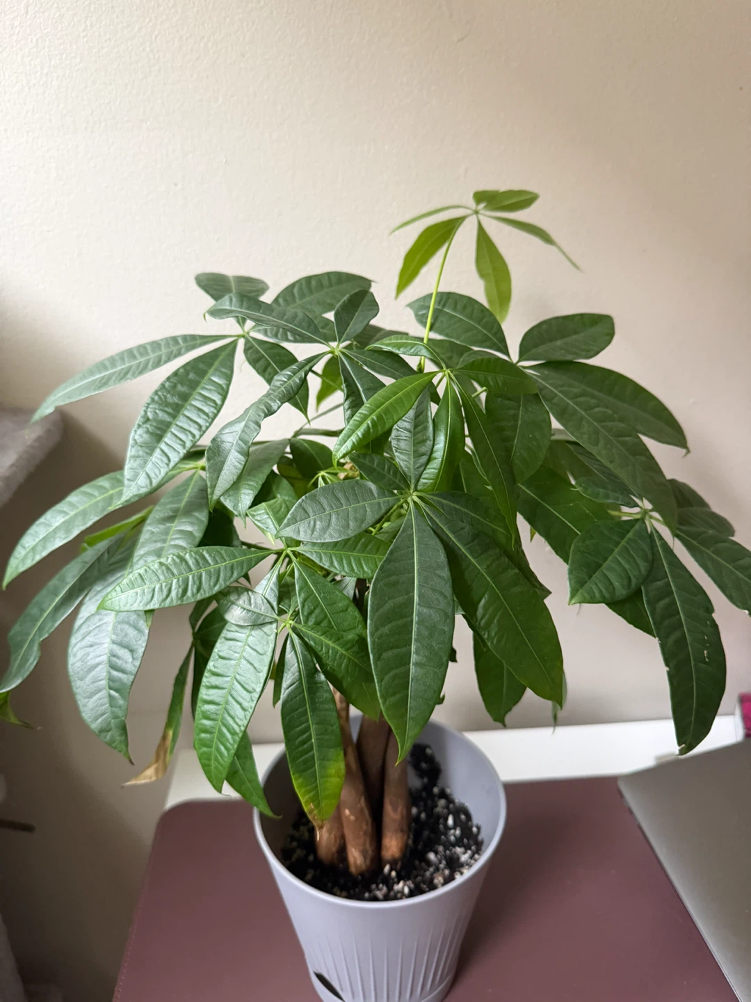Money Tree Plant Healthy - photo 2