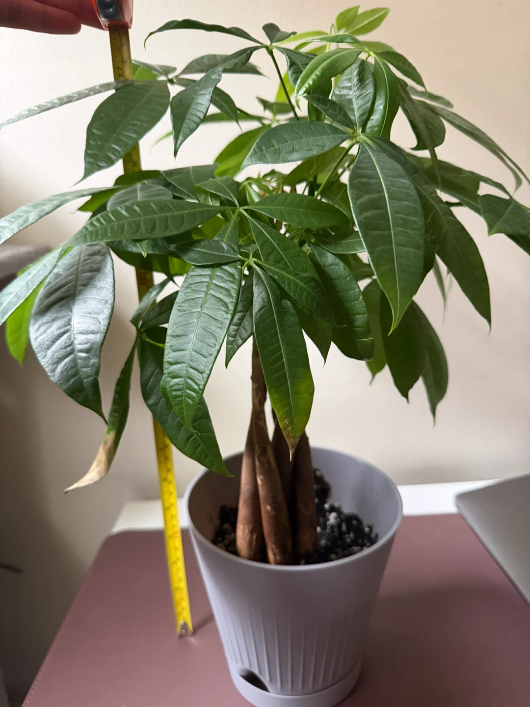 Money Tree Plant Healthy - photo 3