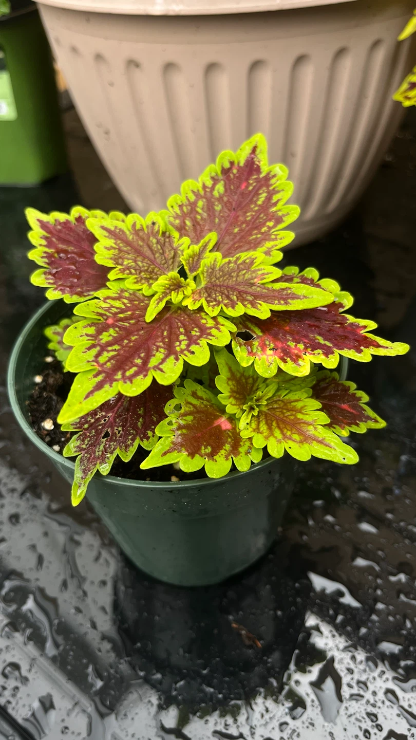 Coleus Plant