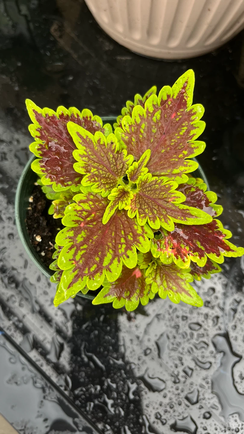 Coleus Plant - photo 2