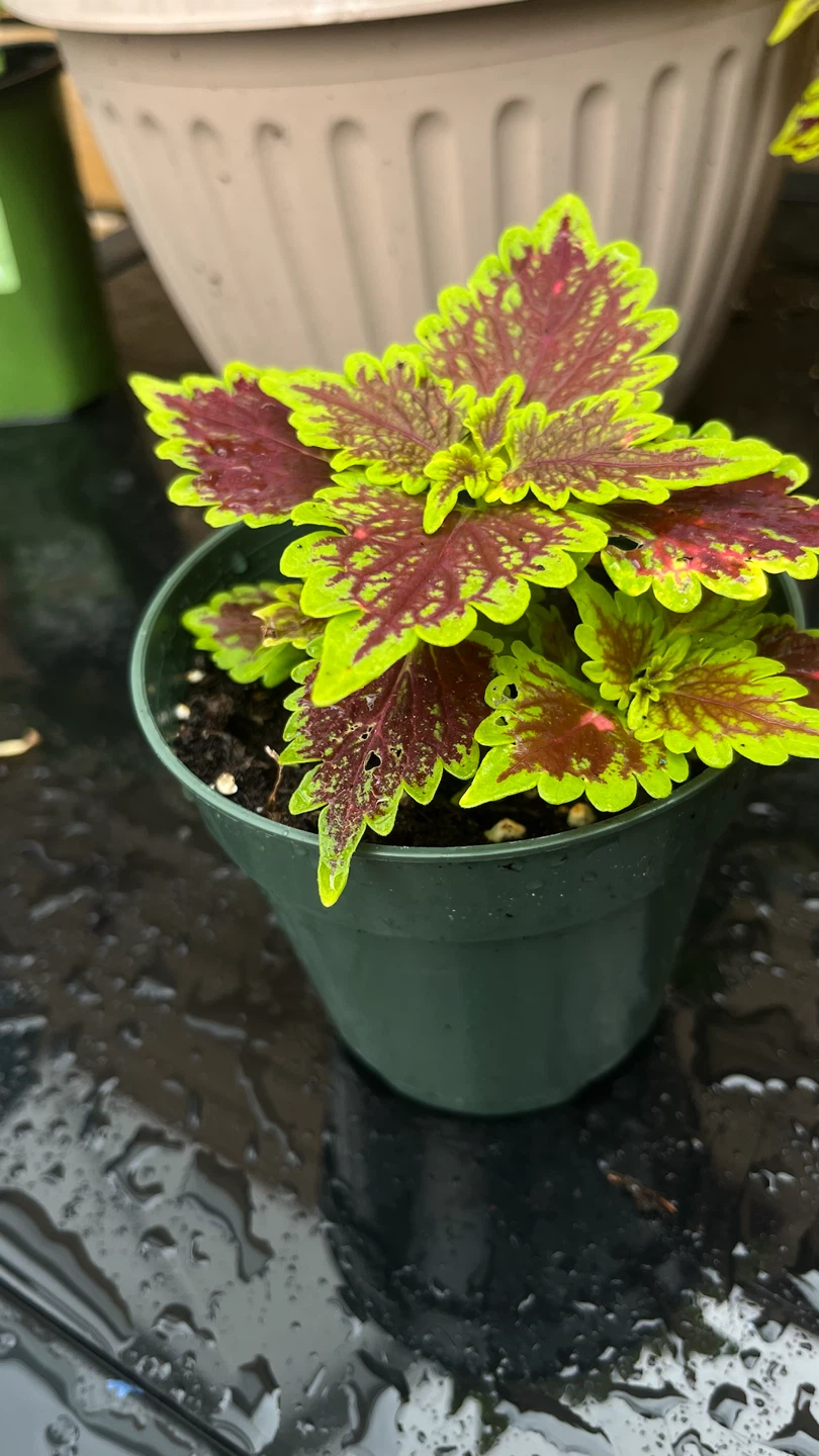 Coleus Plant - photo 3