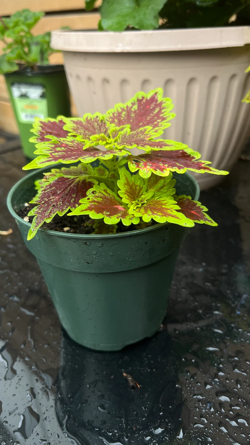Coleus Plant - photo 4