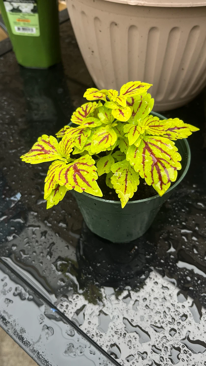 Potted Coleus Plant