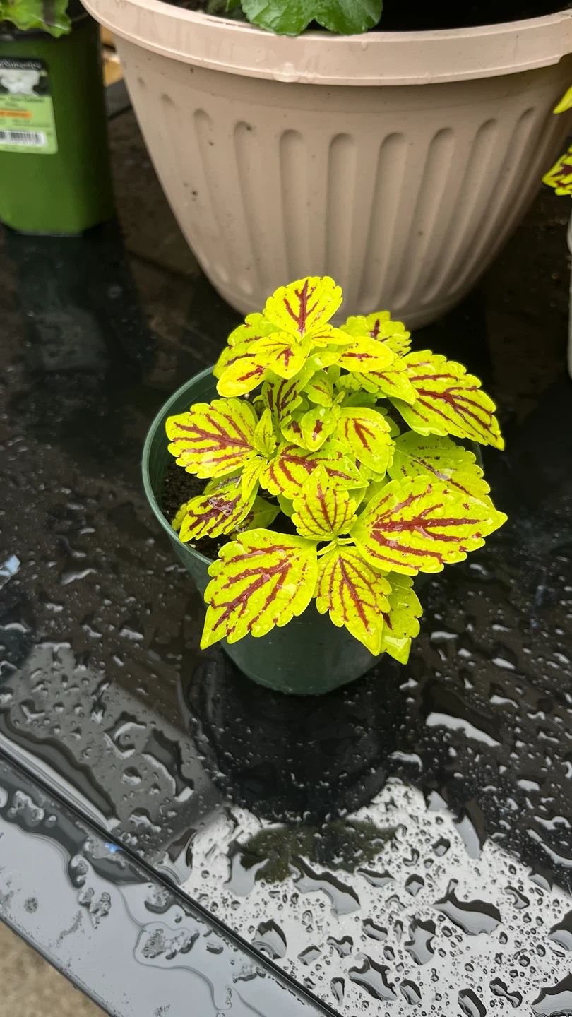 Potted Coleus Plant - photo 2