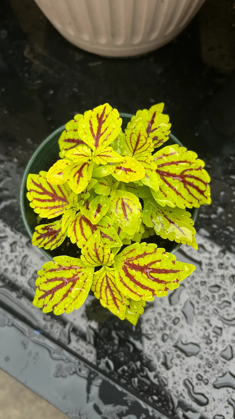 Potted Coleus Plant - photo 3
