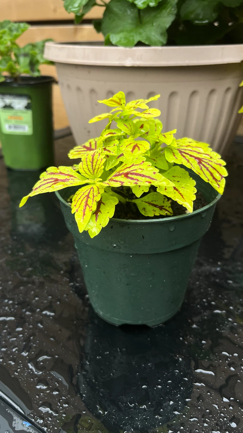 Potted Coleus Plant - photo 4