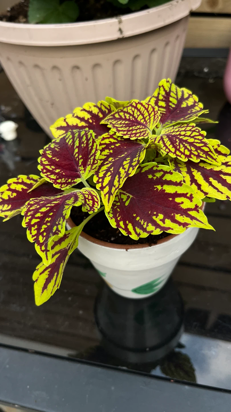 Coleus Plant in Decorative Pot - photo 2