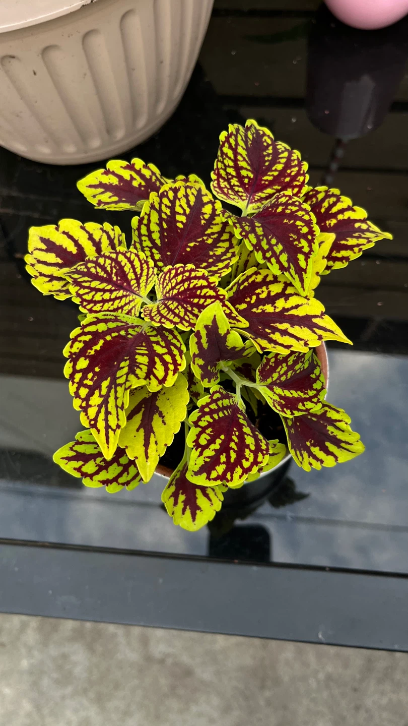 Coleus Plant in Decorative Pot - photo 3