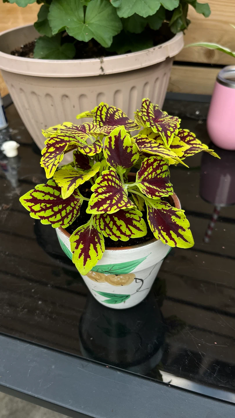 Coleus Plant in Decorative Pot - photo 4