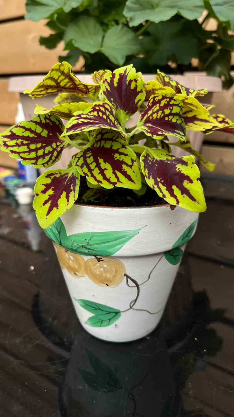 Coleus Plant in Decorative Pot - photo 5