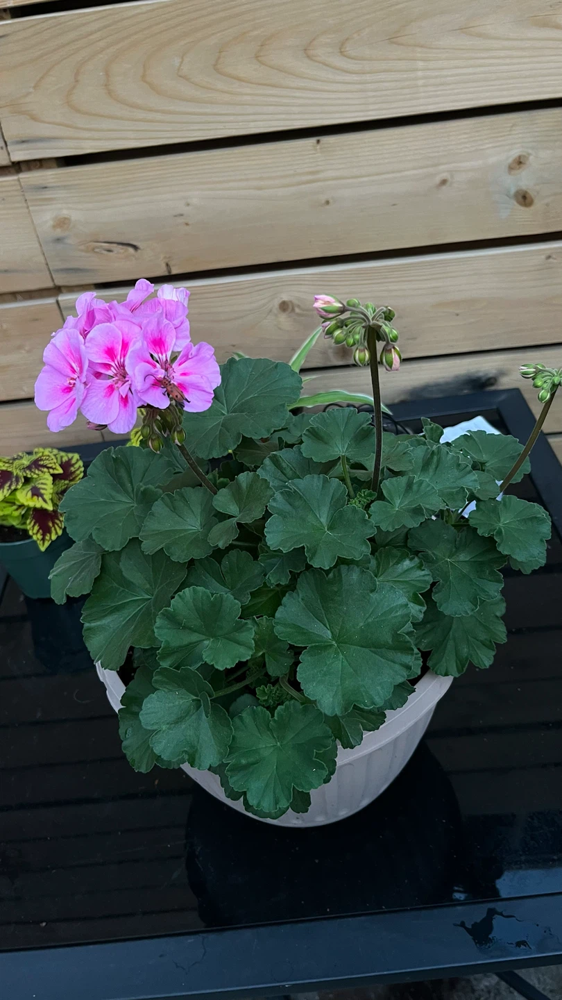 Pink Geranium Plant in Pot