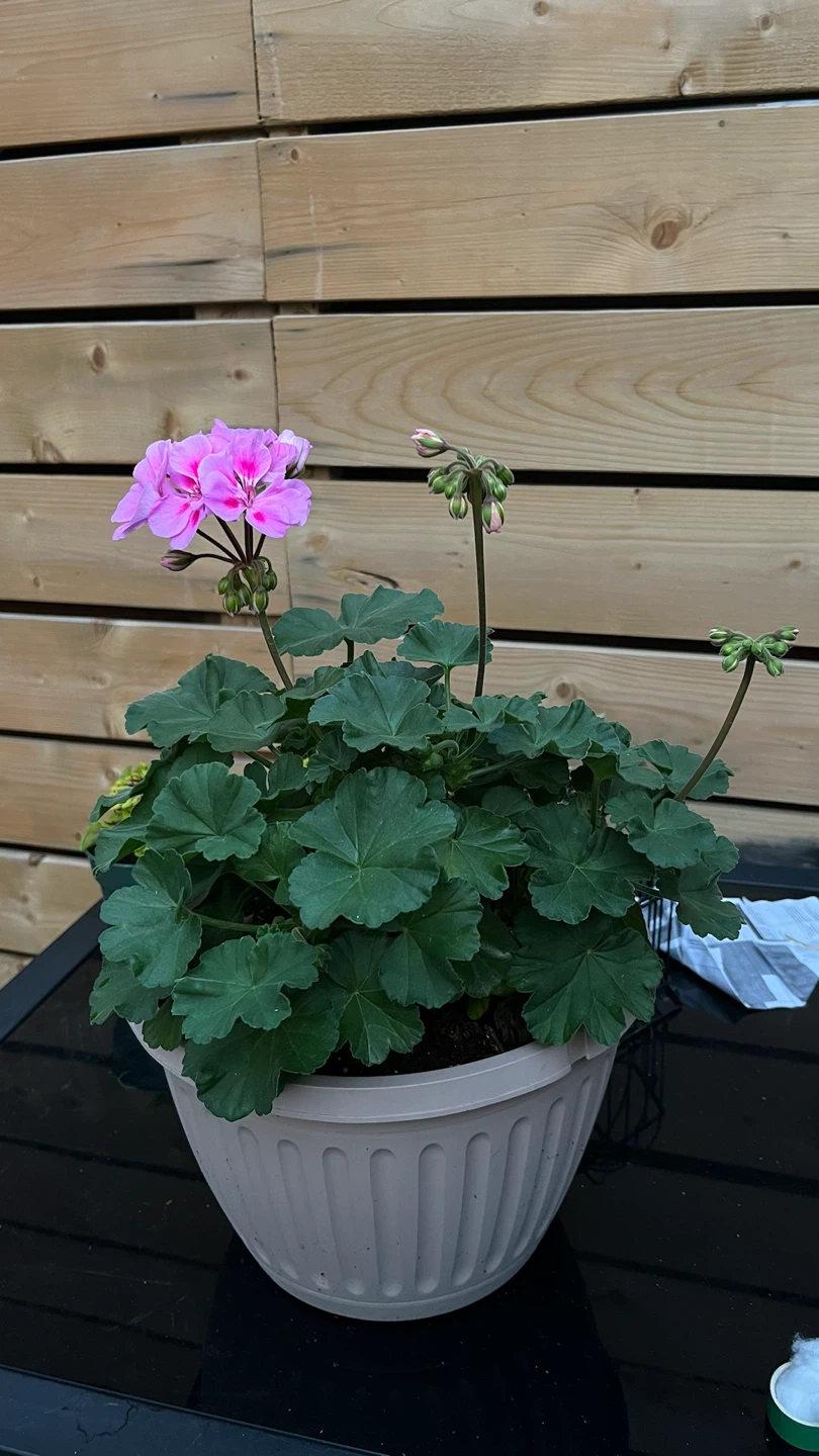 Pink Geranium Plant in Pot - photo 2