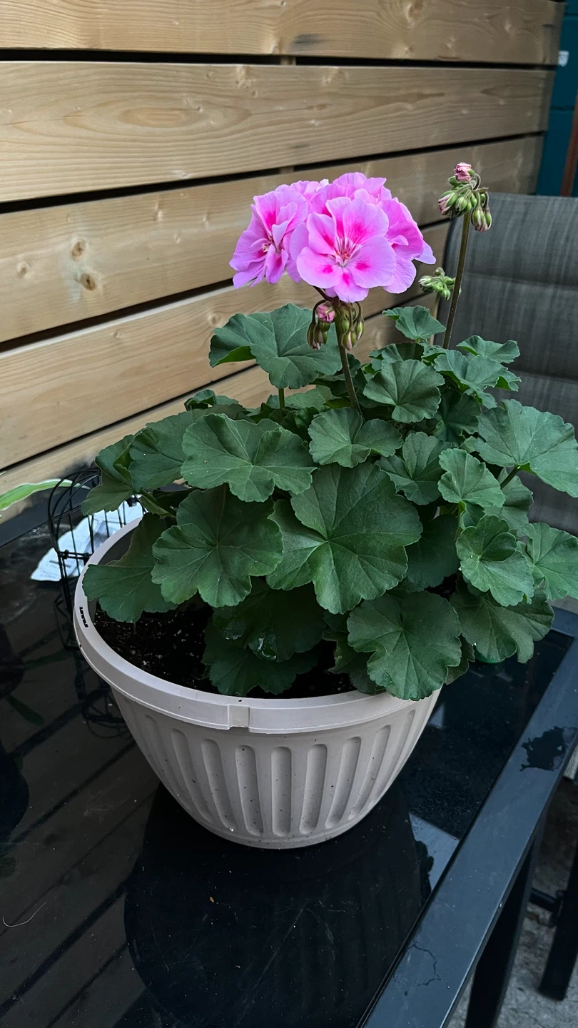 Pink Geranium Plant in Pot - photo 3