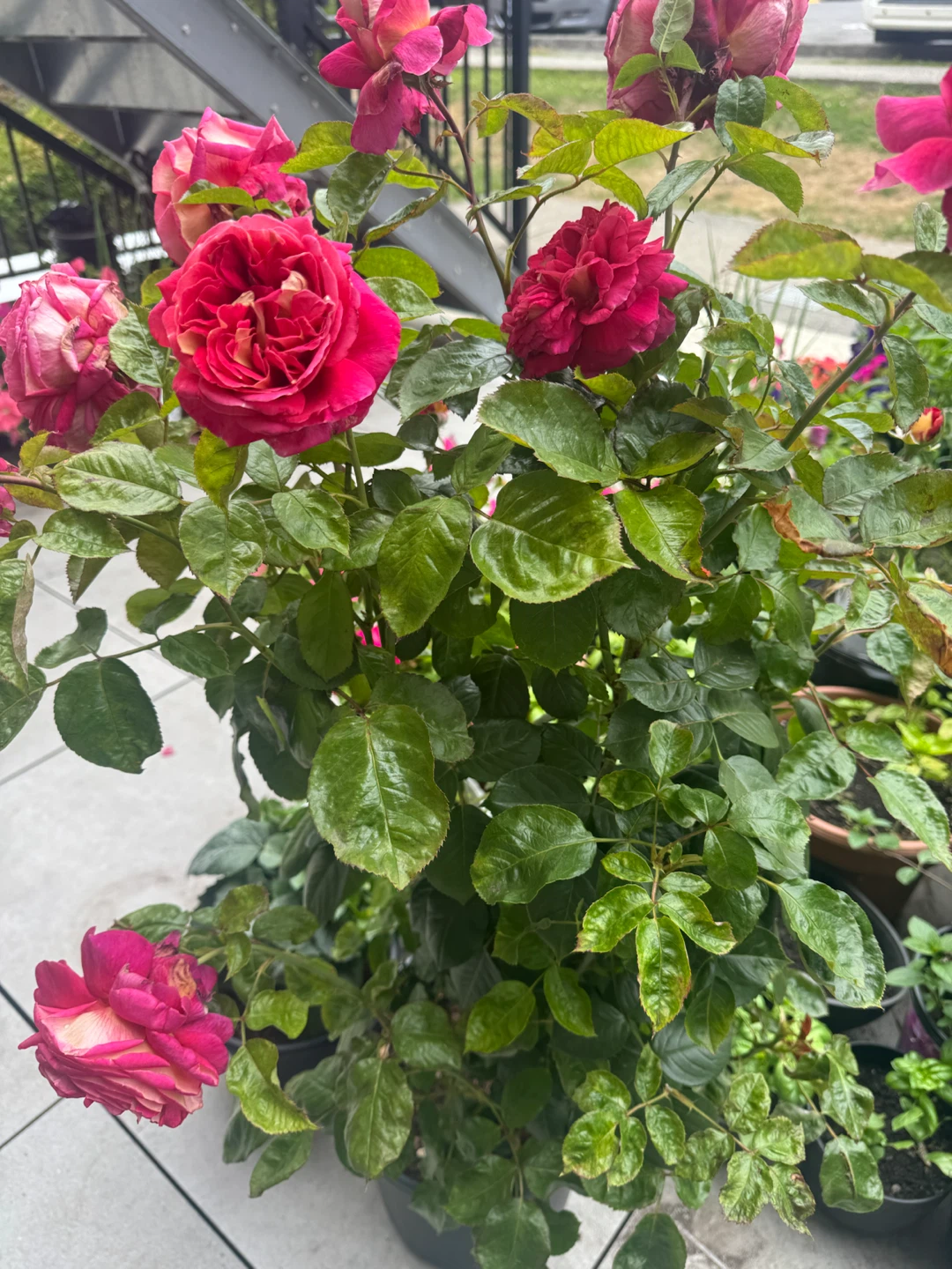 Premium "Cherries & Champagne" Hybrid Tea Rose Bush