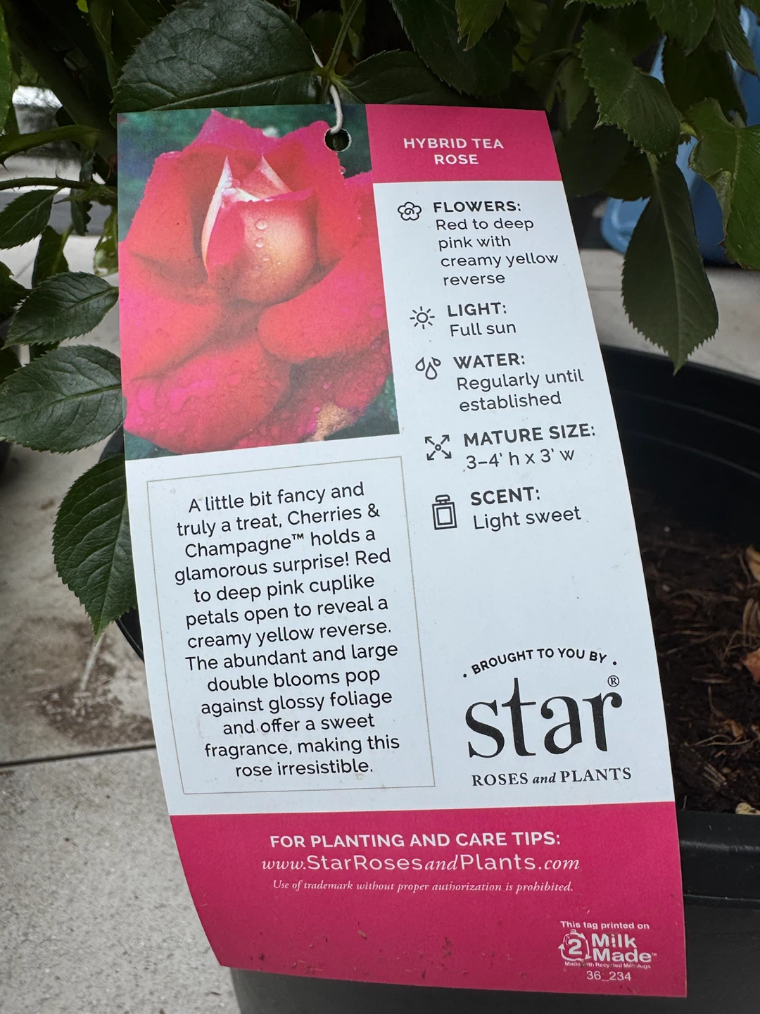 Premium "Cherries & Champagne" Hybrid Tea Rose Bush - photo 2