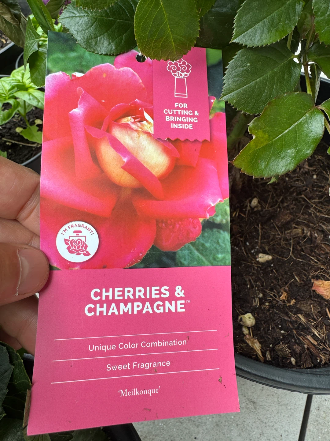 Premium "Cherries & Champagne" Hybrid Tea Rose Bush - photo 3