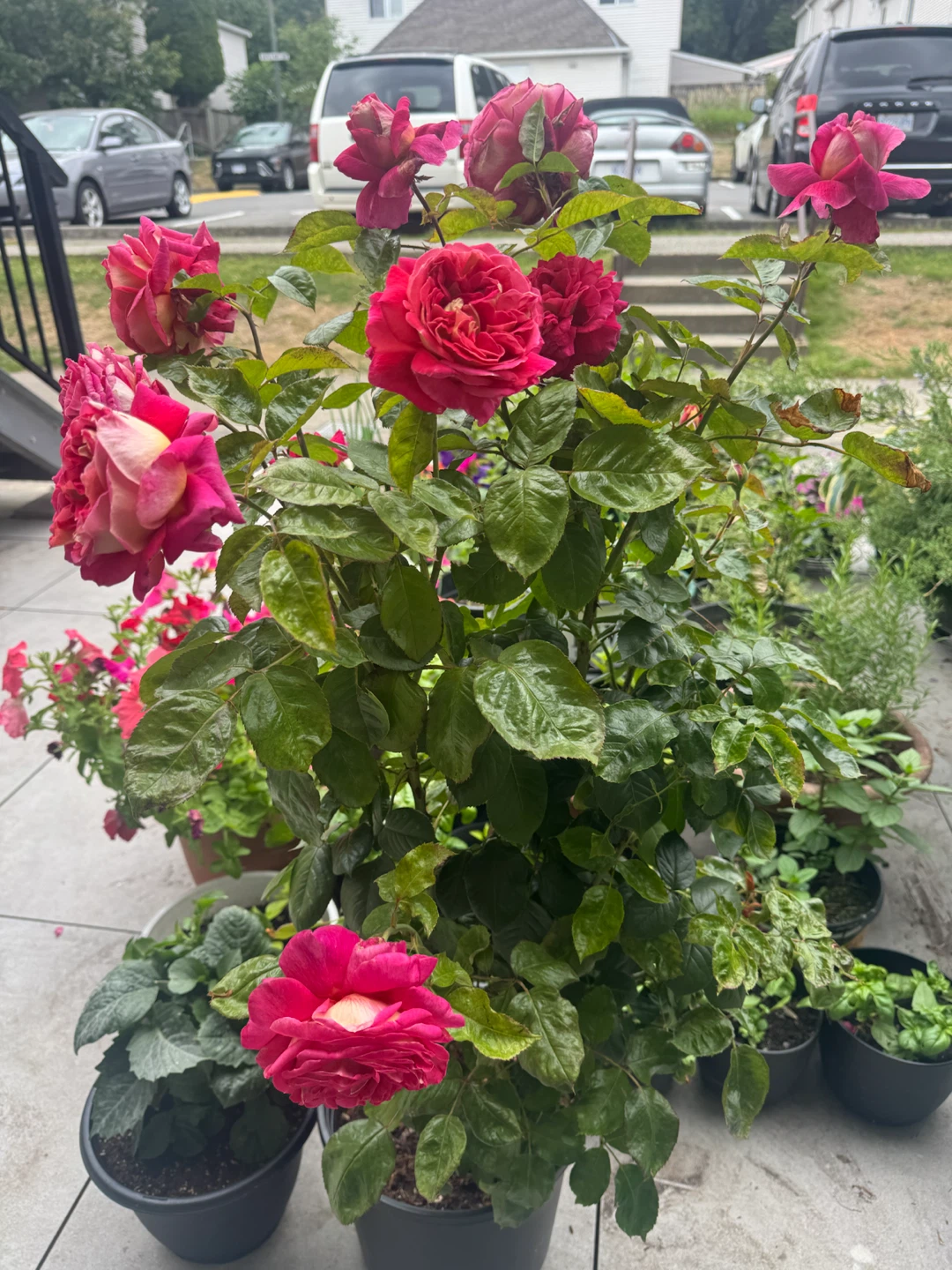 Premium "Cherries & Champagne" Hybrid Tea Rose Bush - photo 4