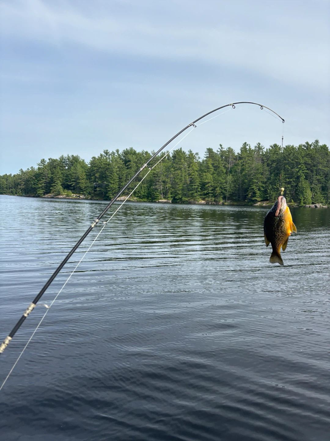 Fishing Rod with Caught Fish