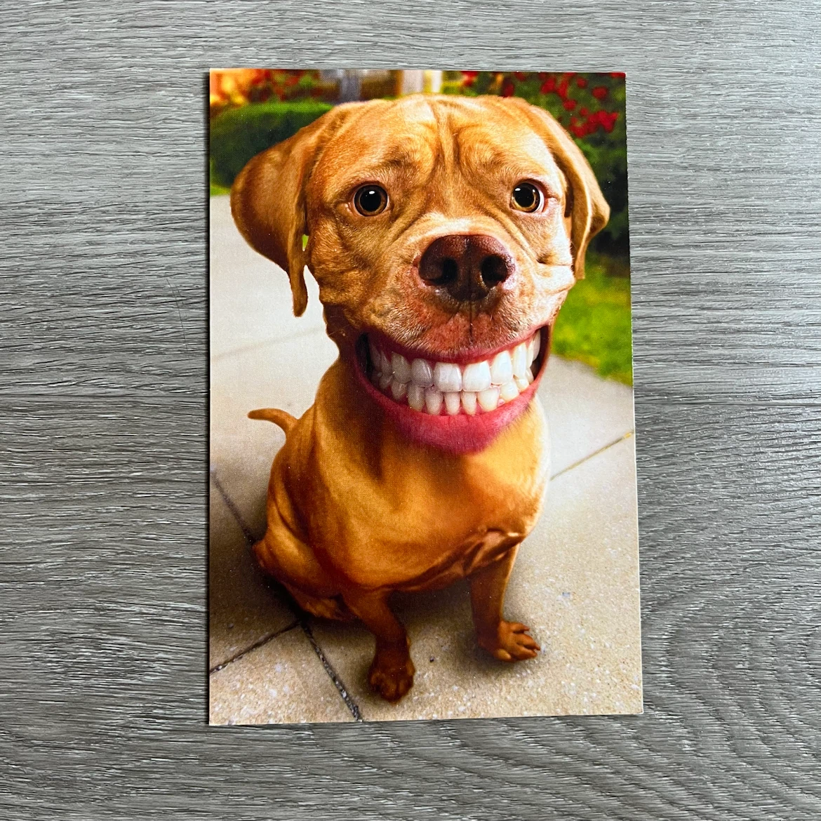 Funny Dog Thank You Card