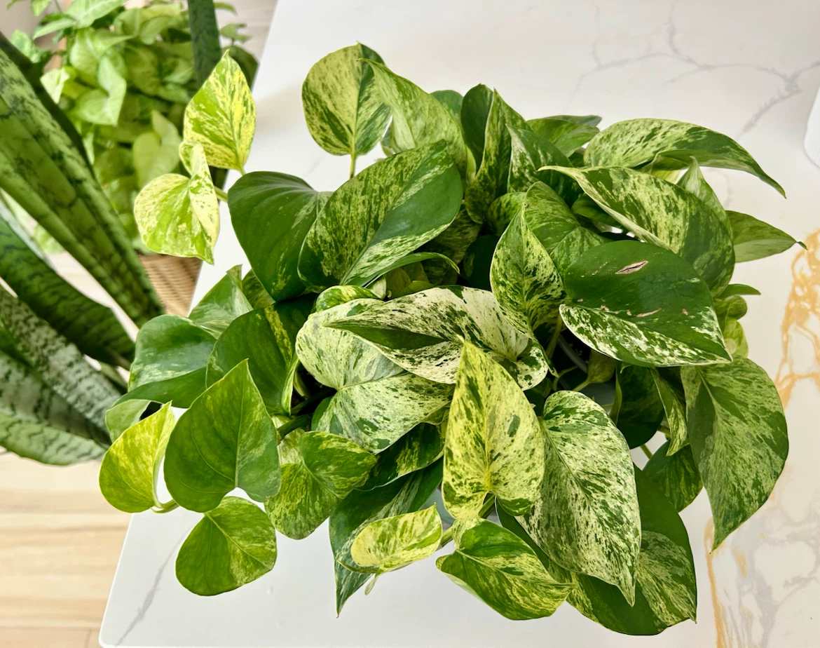 Lush Marble Queen Pothos • Full & Healthy • $10 Each