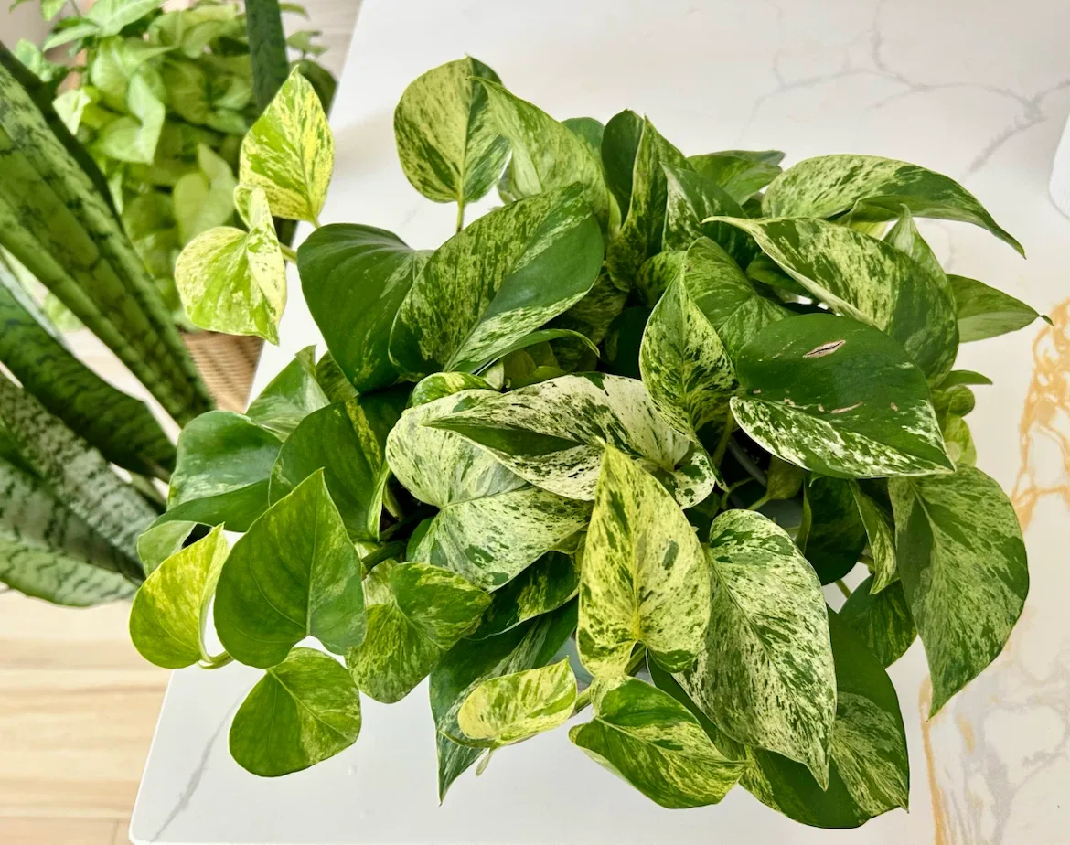 Lush Marble Queen Pothos • Full & Healthy • $10 Each