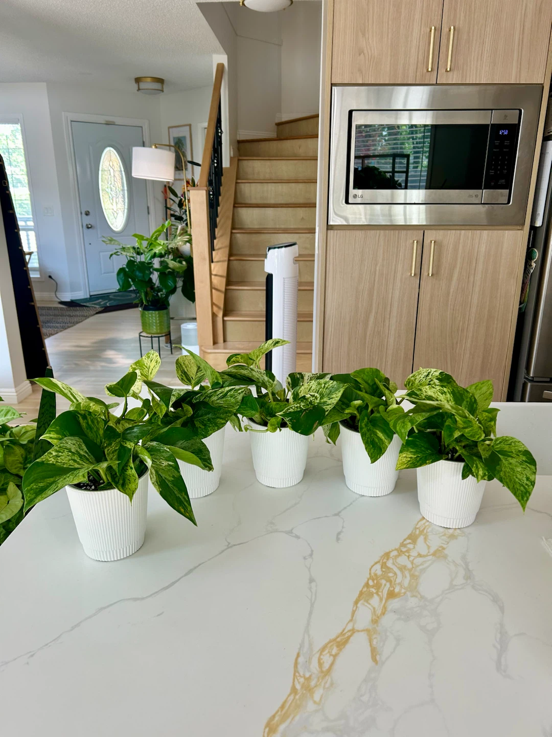 Lush Marble Queen Pothos • Full & Healthy • $10 Each - photo 2
