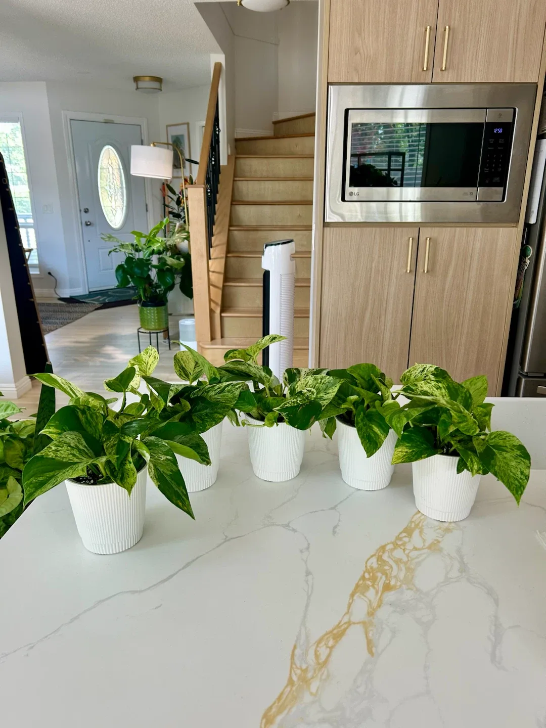 Lush Marble Queen Pothos • Full & Healthy • $10 Each - photo 2