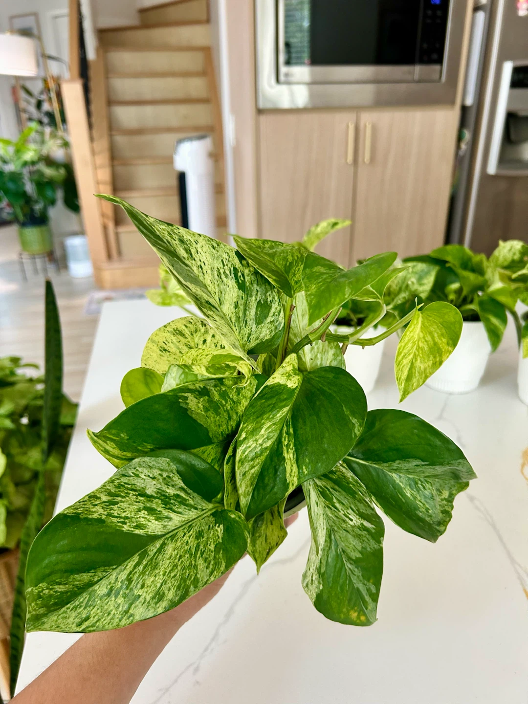 Lush Marble Queen Pothos • Full & Healthy • $10 Each - photo 3