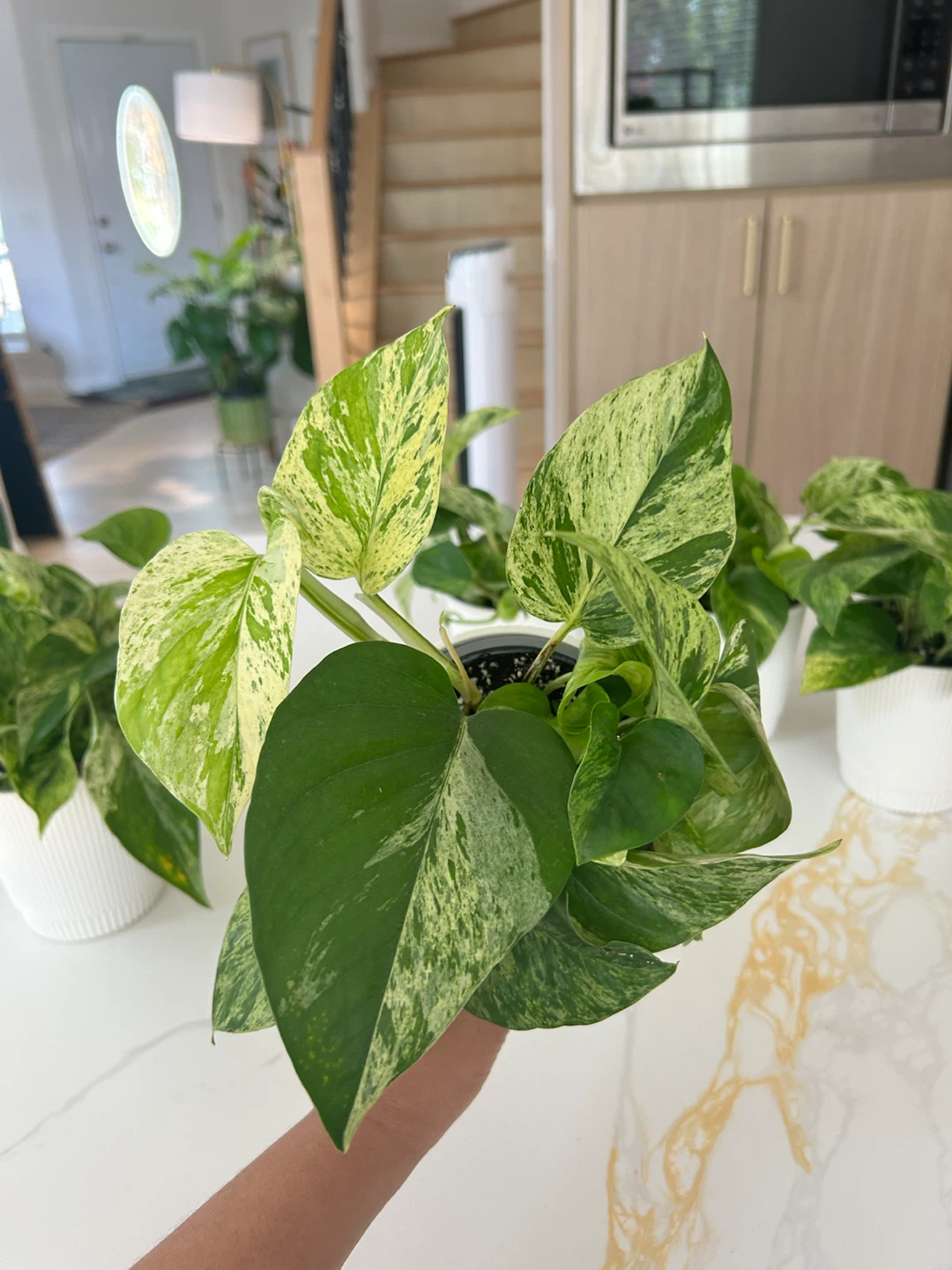 Lush Marble Queen Pothos • Full & Healthy • $10 Each - photo 4