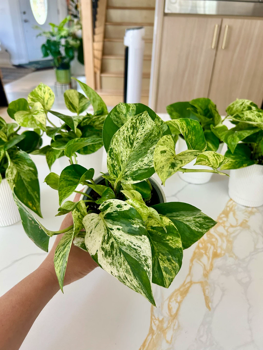 Lush Marble Queen Pothos • Full & Healthy • $10 Each - photo 5