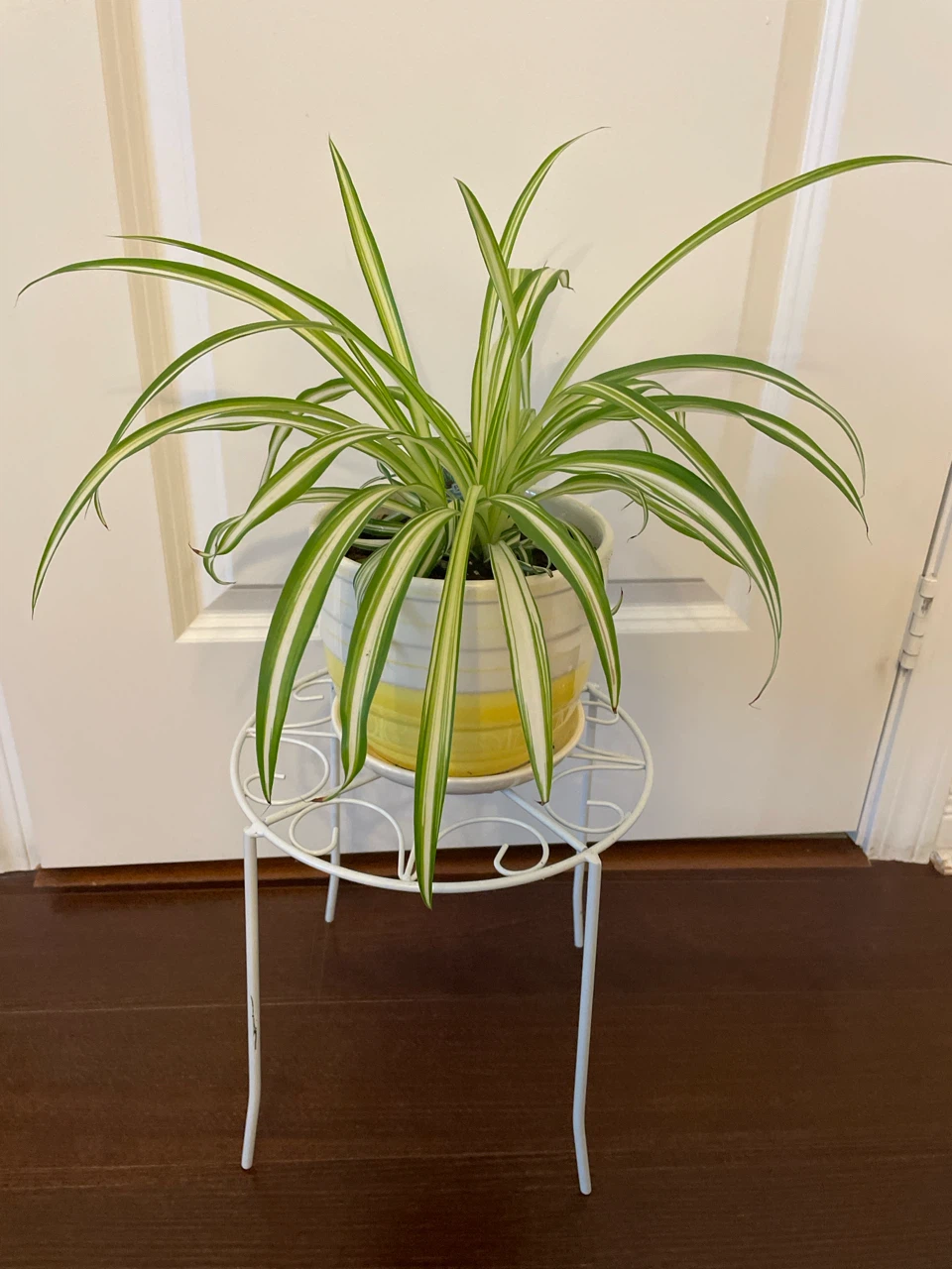 Spider Plant in Ceramic Pot with Stand
