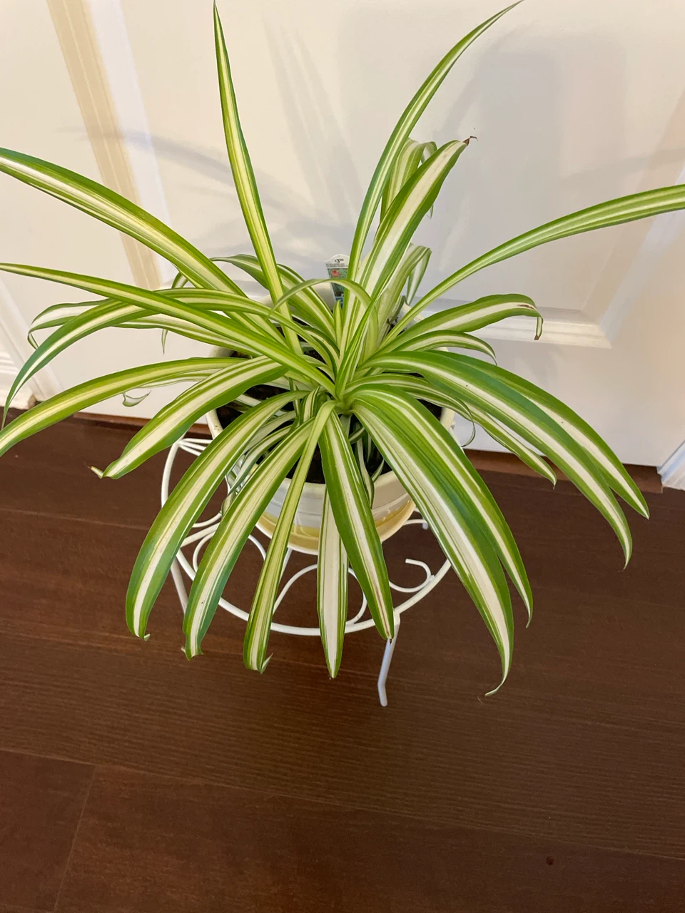 Spider Plant in Ceramic Pot with Stand - photo 2