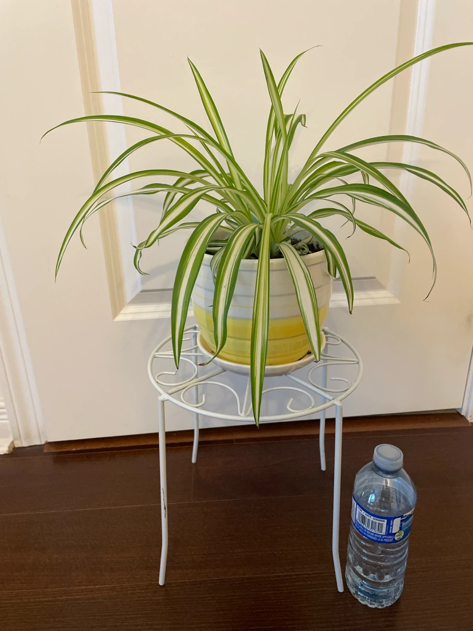 Spider Plant in Ceramic Pot with Stand - photo 3