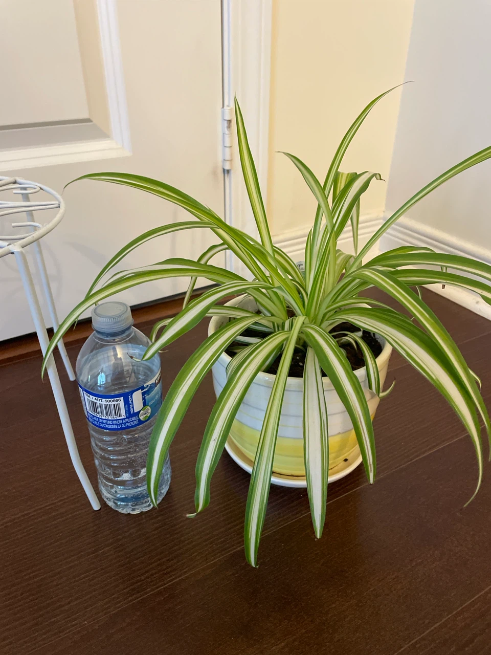 Spider Plant in Ceramic Pot with Stand - photo 4
