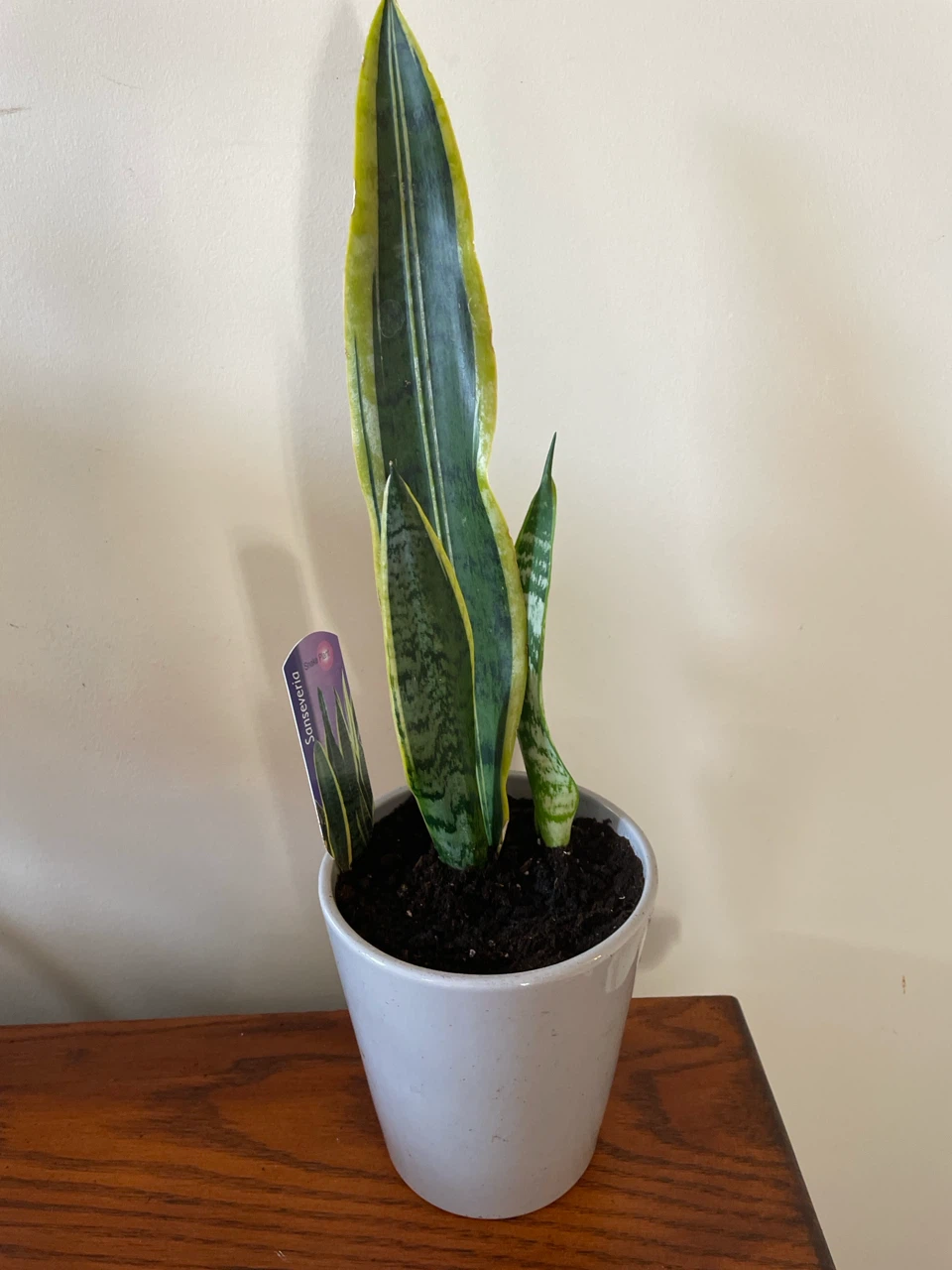 Snake Plant in ceramic pot