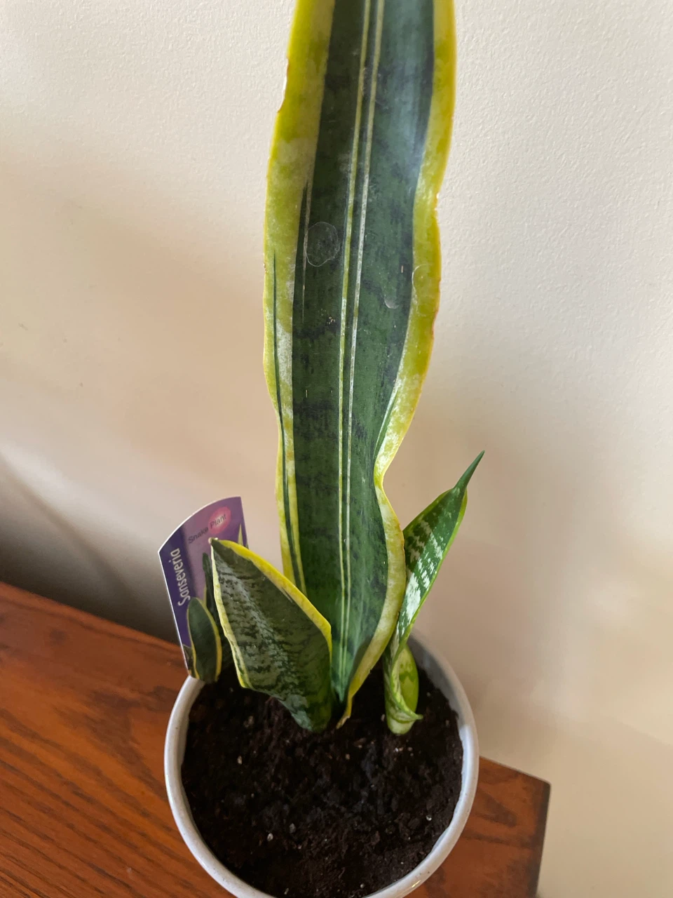 Snake Plant in ceramic pot - photo 2