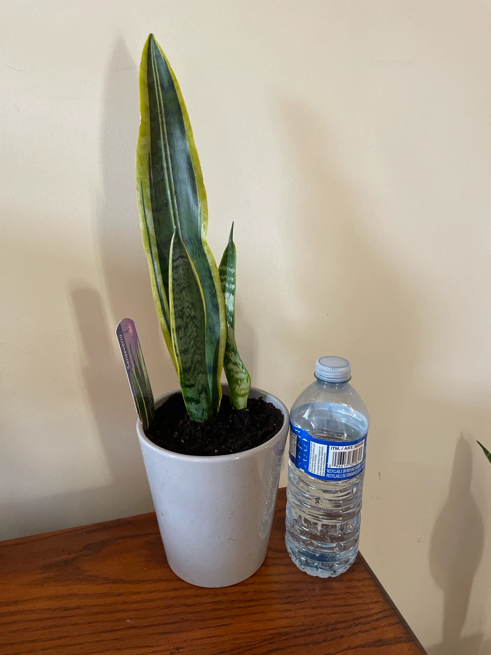 Snake Plant in ceramic pot - photo 3