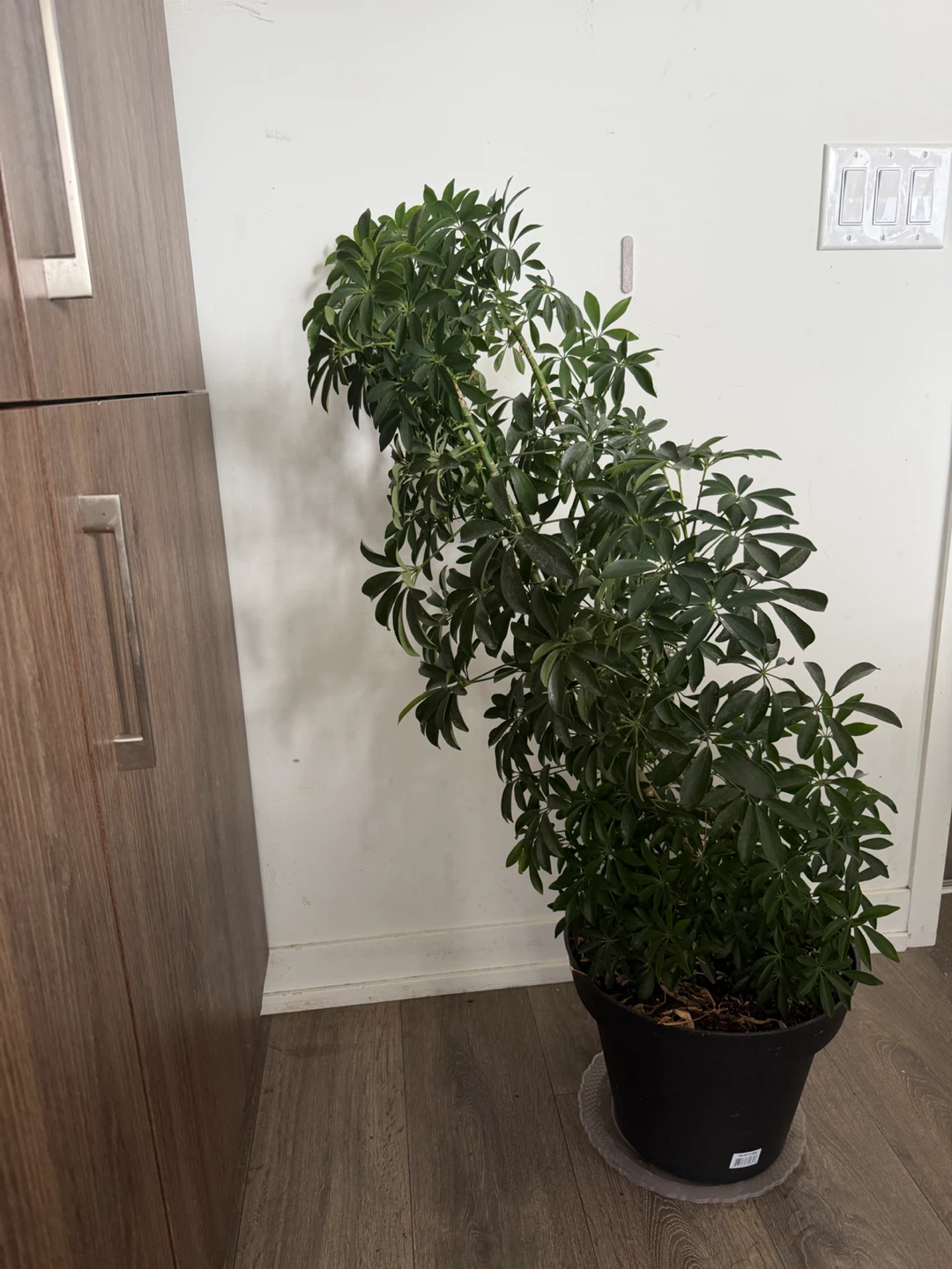 Schefflera Plant