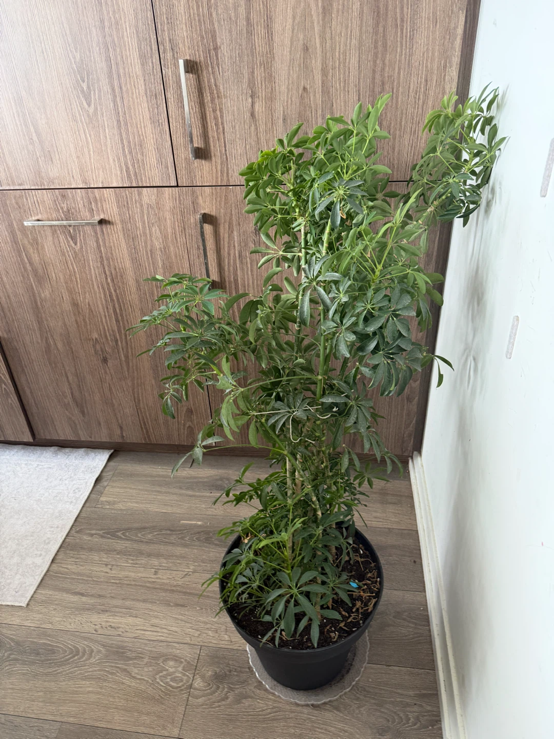 Schefflera Plant - photo 2