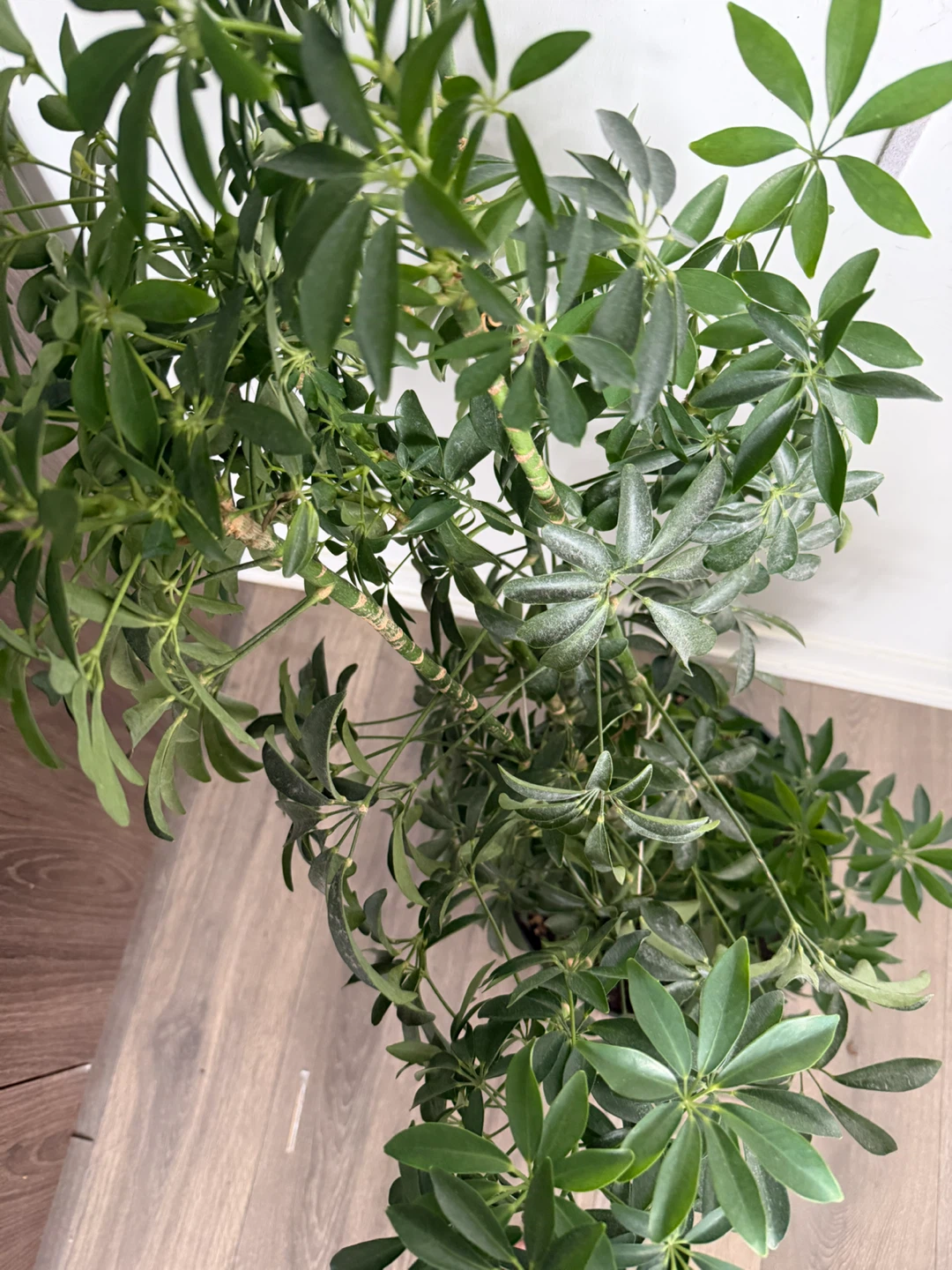 Schefflera Plant - photo 3