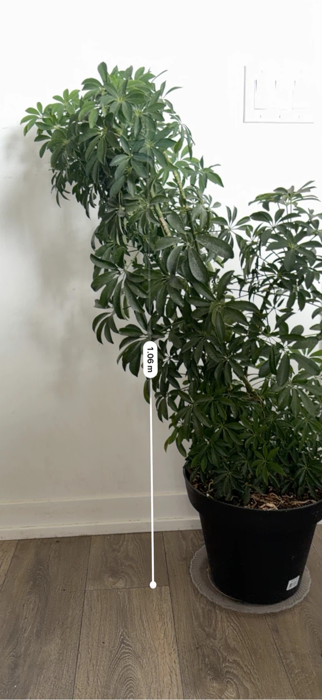 Schefflera Plant - photo 4