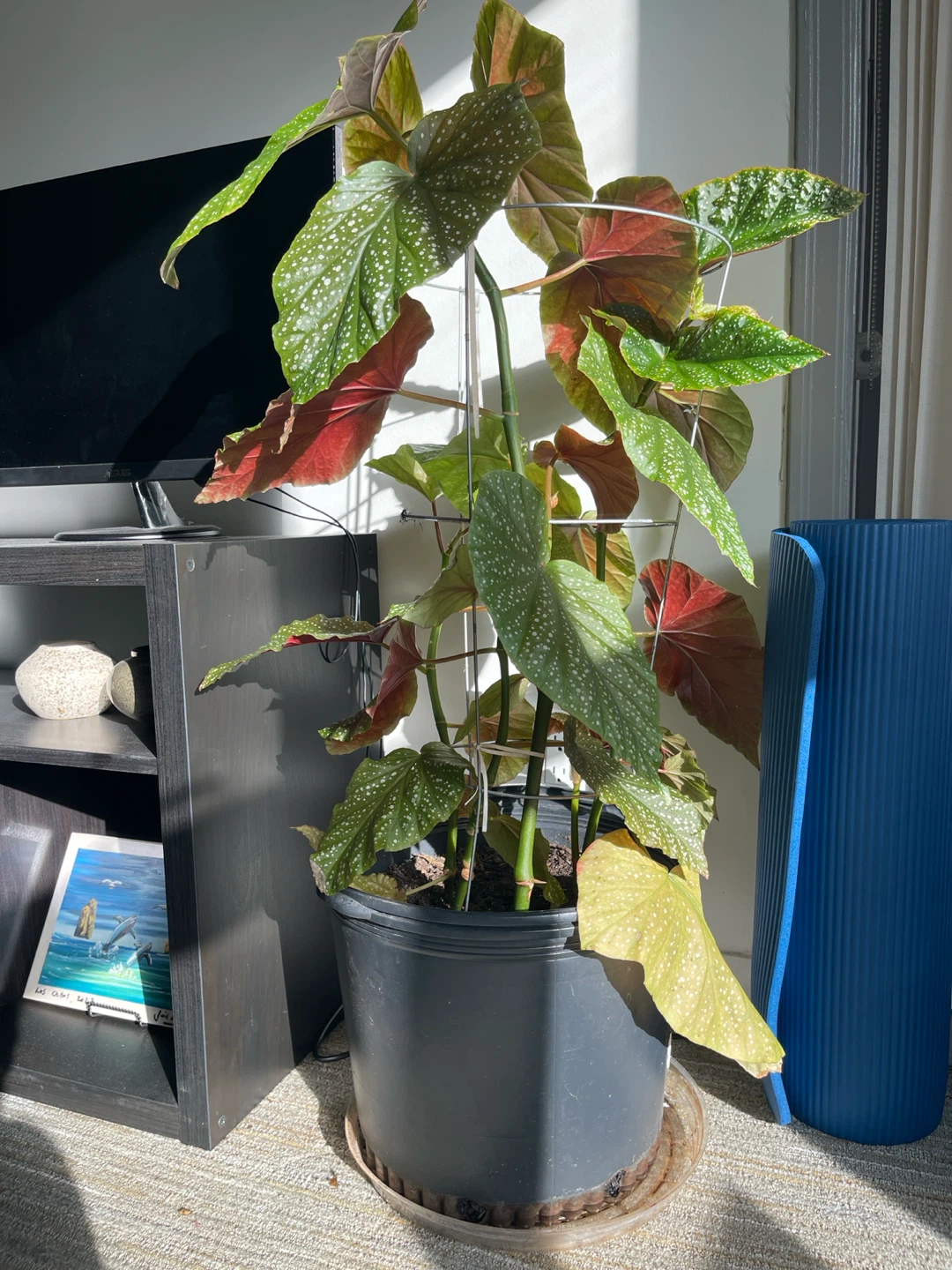 3.5 ft Begonia Maculata Plant