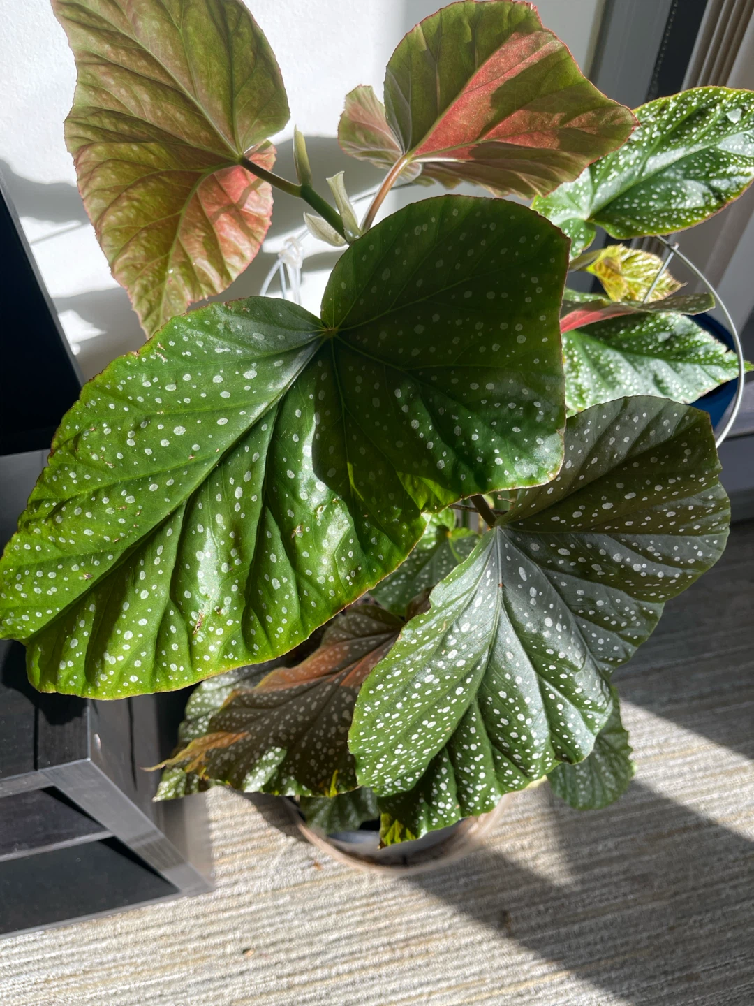 3.5 ft Begonia Maculata Plant - photo 2