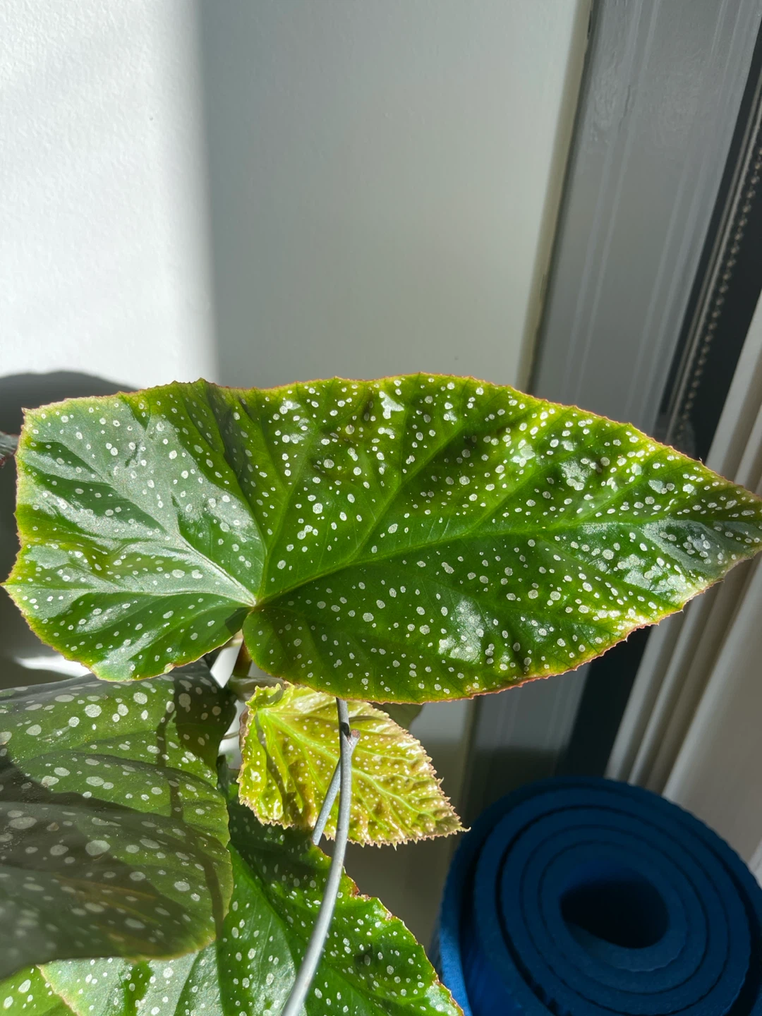 3.5 ft Begonia Maculata Plant - photo 3