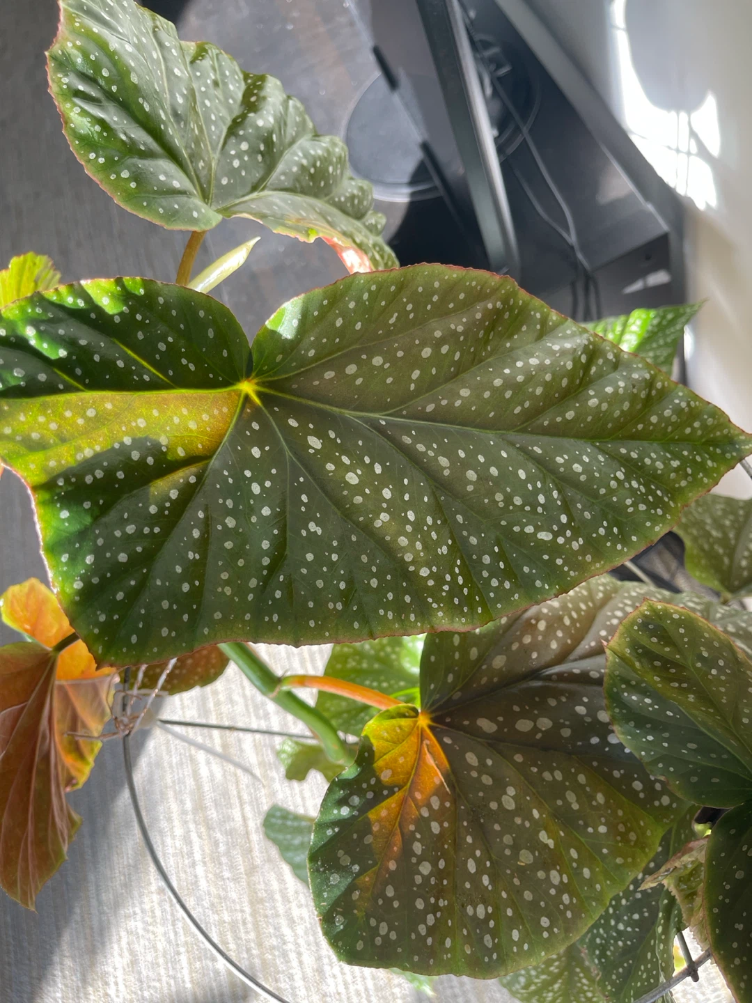 3.5 ft Begonia Maculata Plant - photo 4