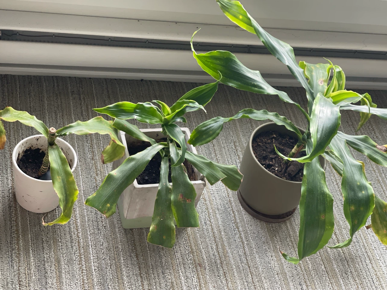 4 Dracaena Plants