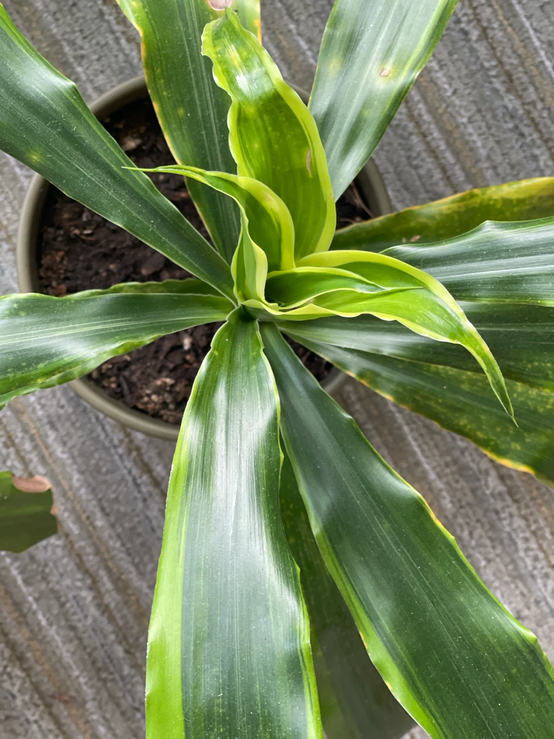 4 Dracaena Plants - photo 2