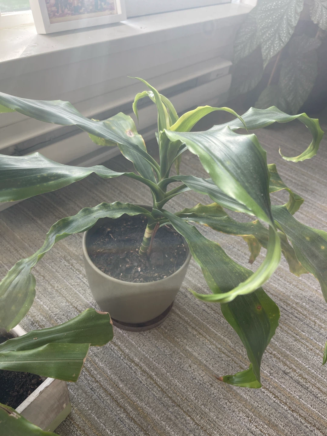 4 Dracaena Plants - photo 3